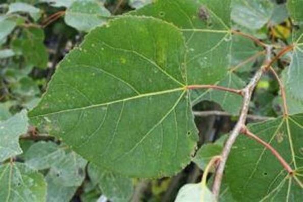Azperanz leaves for healing infusions